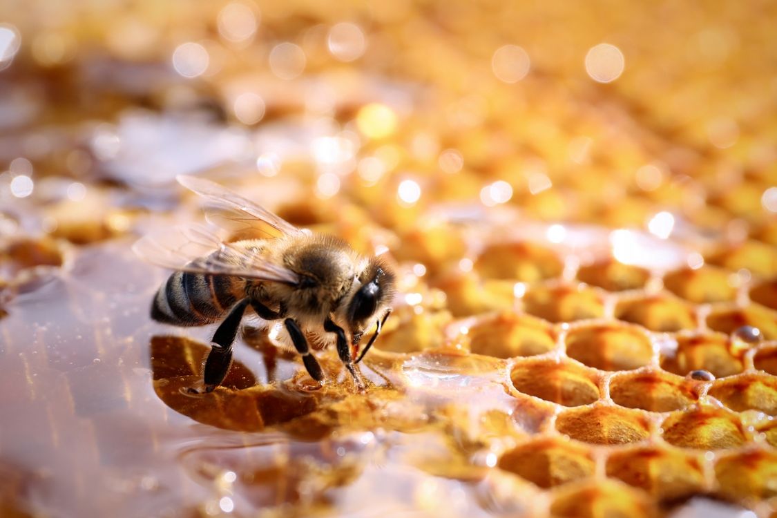 honey