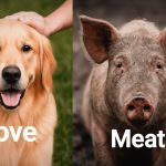 Trapped Minds and Broken Spirits: Humane Foundation Sheds Light on the Psychological Suffering of Farmed Animals